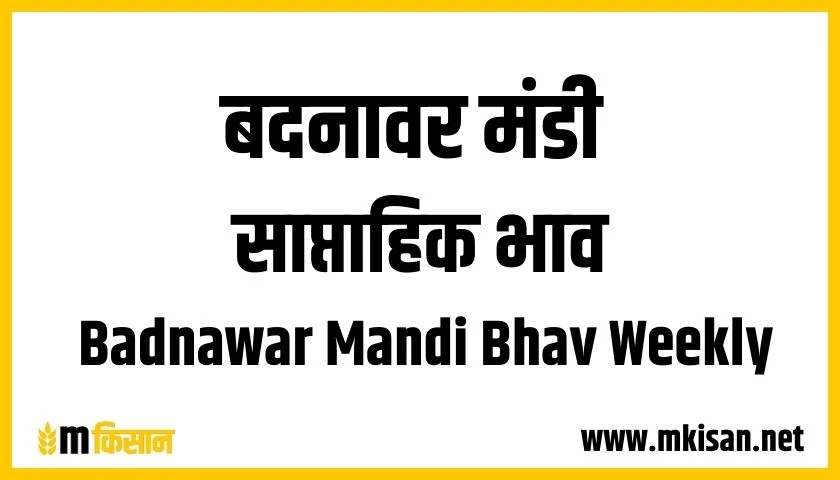 badnawar mandi bhav weekly 1