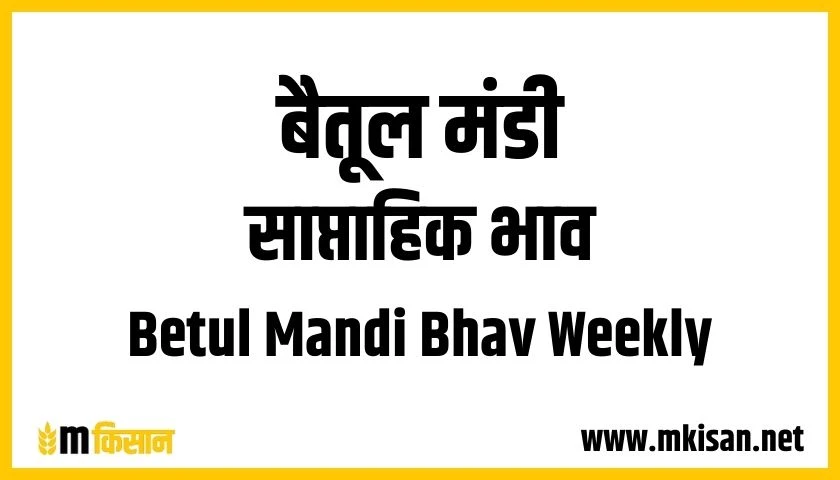 betul mandi bhav weekly 1
