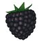 blackberry-icon-mkisan