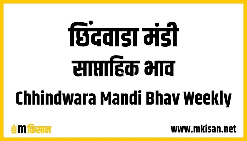 chhindwara-mandi-bhav-weekly