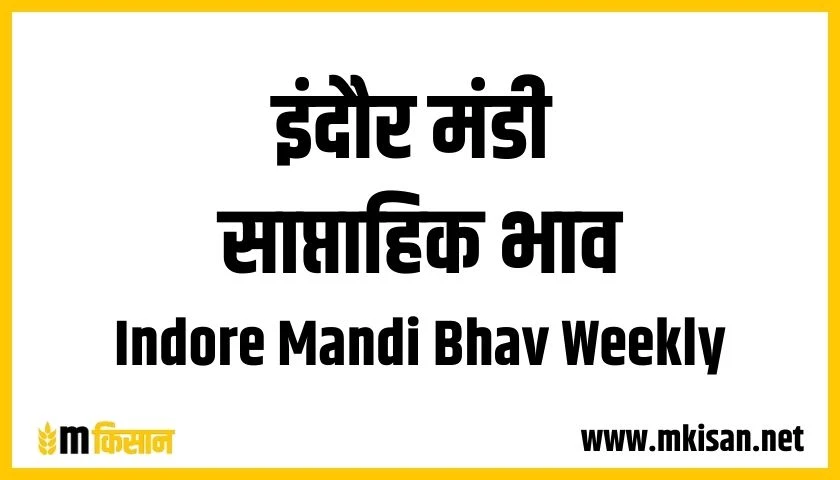 indore mandi bhav weekly 1