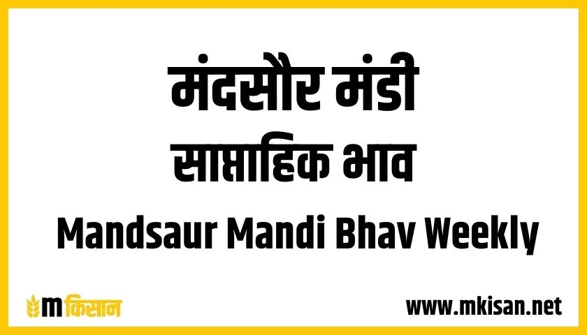 mandsaur mandi bhav weekly 1