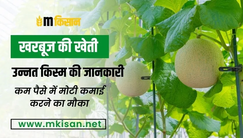 muskmelon-cultivation