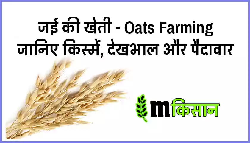 oats-farming-mkisan