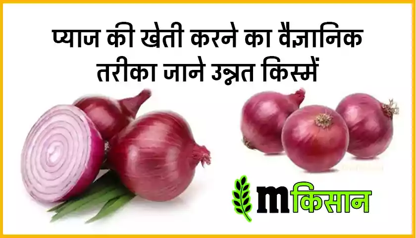 onion-farming-mkisan