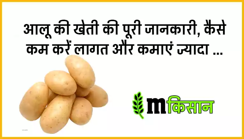 potato-farming