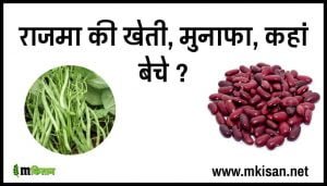 rajma-ki-kheti-kaise-karen