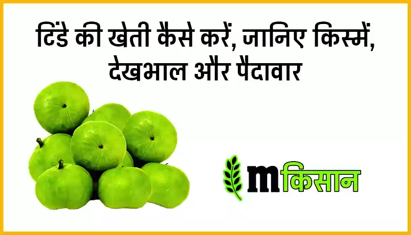 tinda-ki-kheti