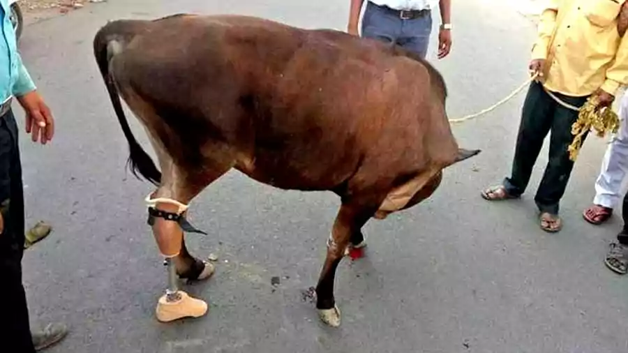 Artificial-leg-for-Animals-mkisan