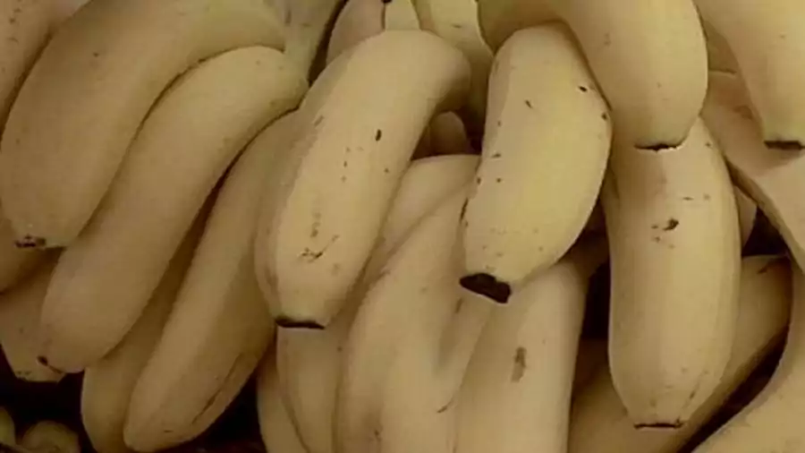 Banana-farming-tips