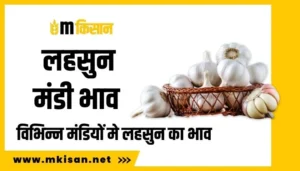 garlic-mandi-rates