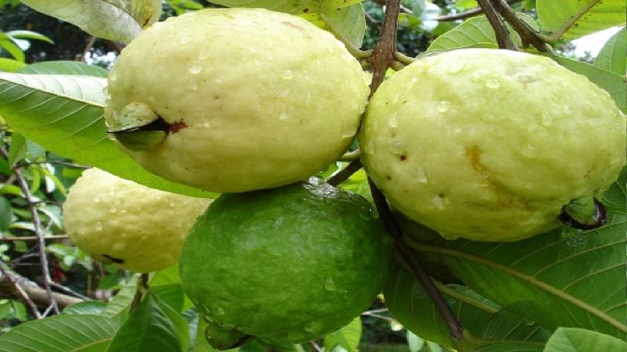guava-farming-mkisan