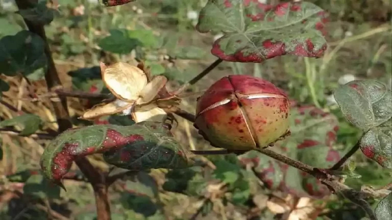 pest-attack-on-cotton