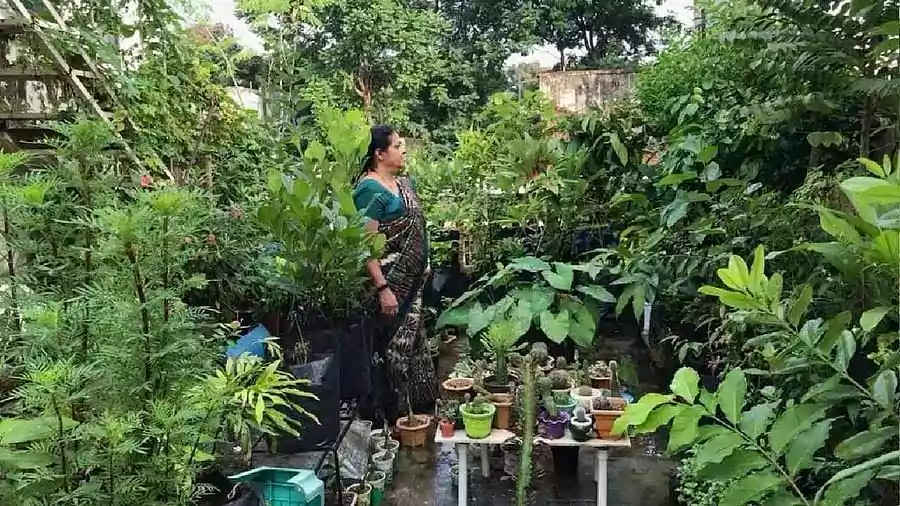 rooftop-gardening-mkisan
