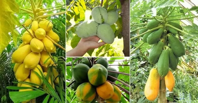 improved varieties of papaya