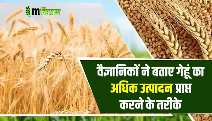 scientists-told-ways-of-more-wheat-production
