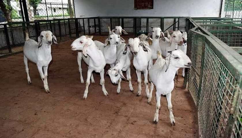 Goat rearing will result in more profit in less expenditure,