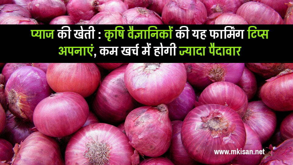 follow-these-tips-in-onion-cultivation
