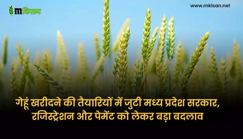 wheat-procurement-in-madhya-pradesh-big-changes-regarding-registration-and-payment
