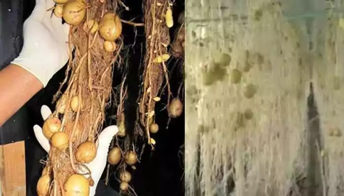 What is aeroponics potato farming