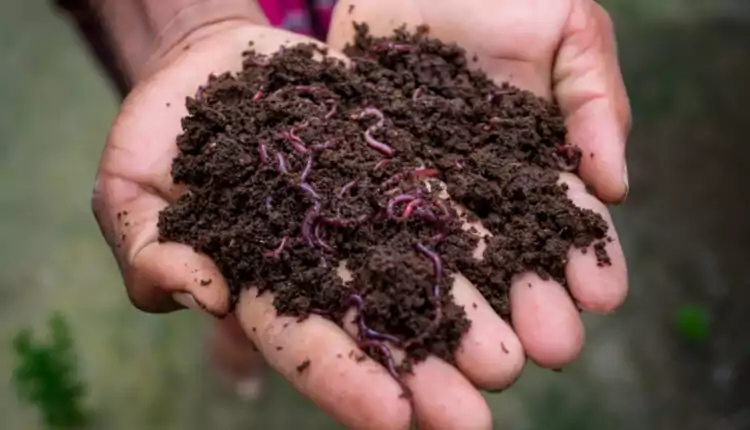 compost-with-redworm-mkisan.net