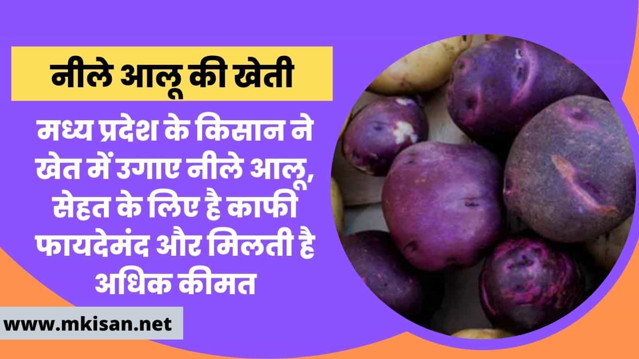 madhya-pradesh-farmer-grows-blue-potatoes-in-the-field