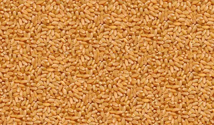 after-evaluating-wheat-farmers-will-be-paid-75-percent-immediately