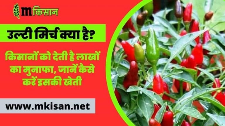 bird-eye-chili-cultivation-farming