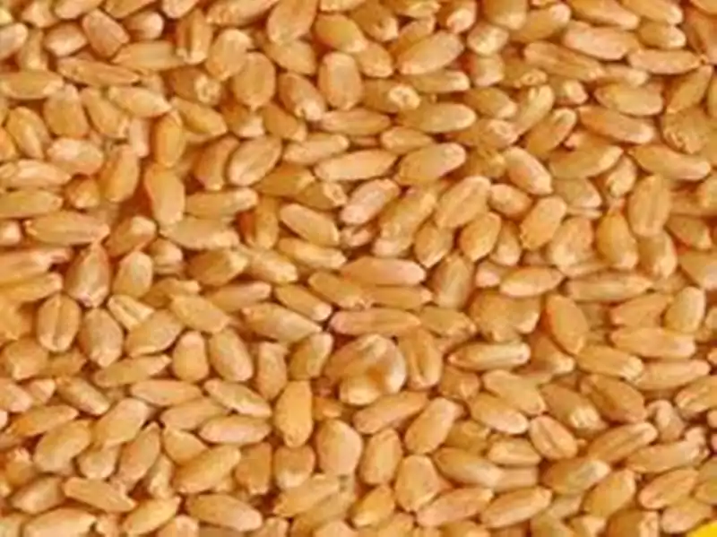 Sharbati Gehu - क्यों है शरबती गेहूं इतना खास जो कर देता है मालामाल 2 sharbati_wheat