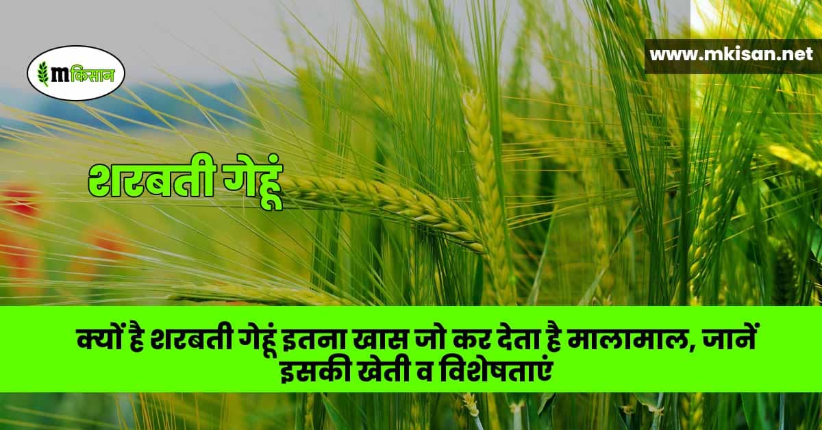 why-is-sharbati-wheat-so-special-that-it-makes-you-rich
