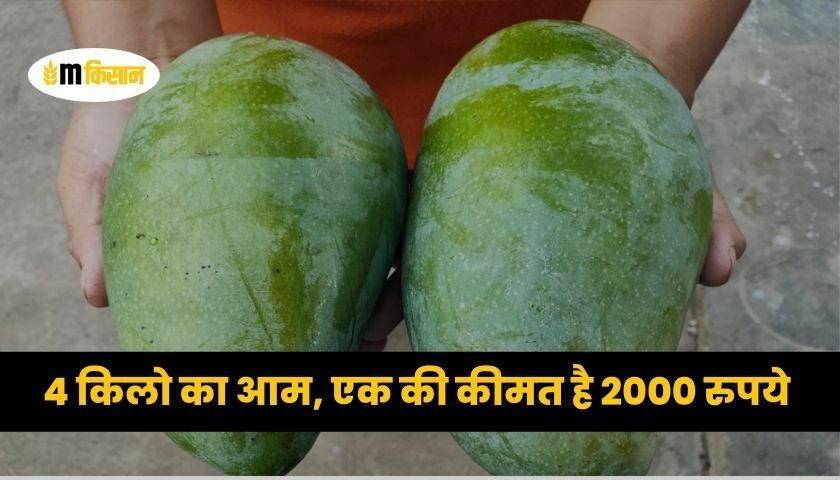 mango-of-4-kg-the-cost-of-one-is-rs-2000