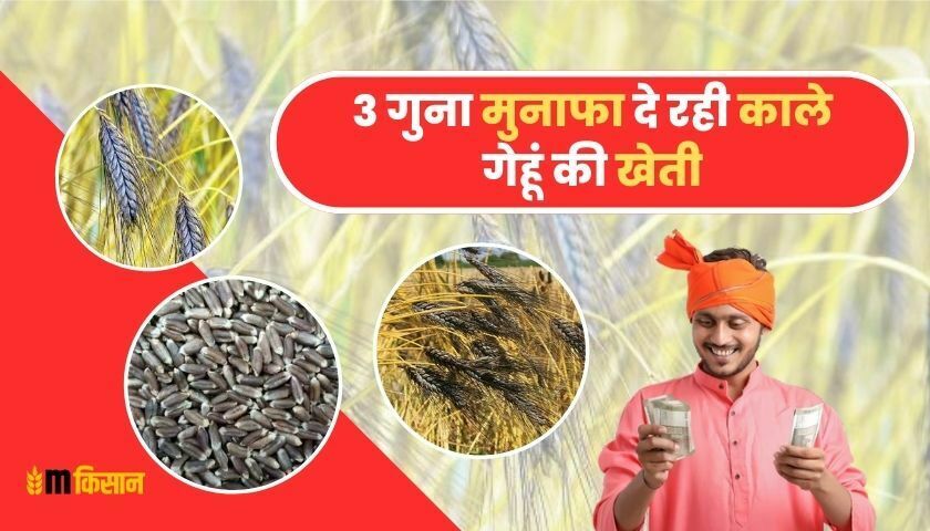 black-wheat-cultivation-giving-3-times-profit