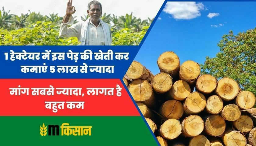 earn-more-than-5-lakhs-by-cultivating-this-tree-in-1-hectare