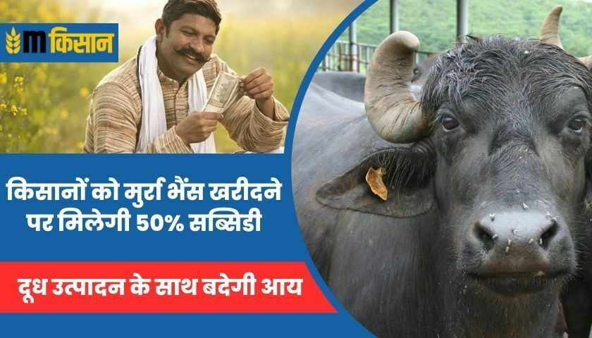 farmers-will-get-50-subsidy-on-buying-murrah-buffalo