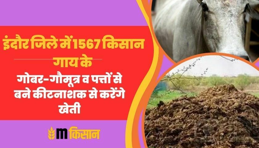 farming-with-cow-dung-pesticide-in-indore