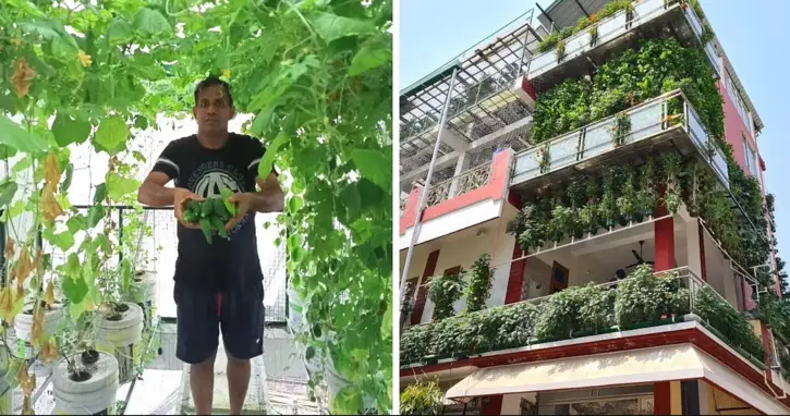 hydroponic-farming-at-home