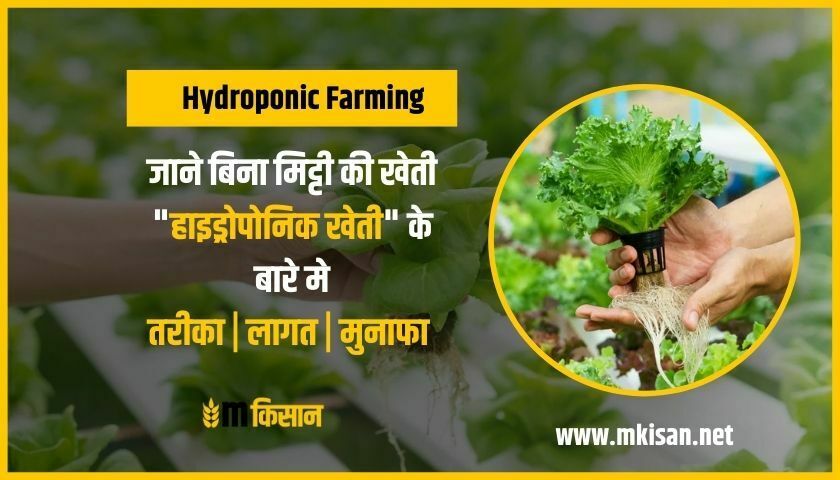 hydroponic-farming