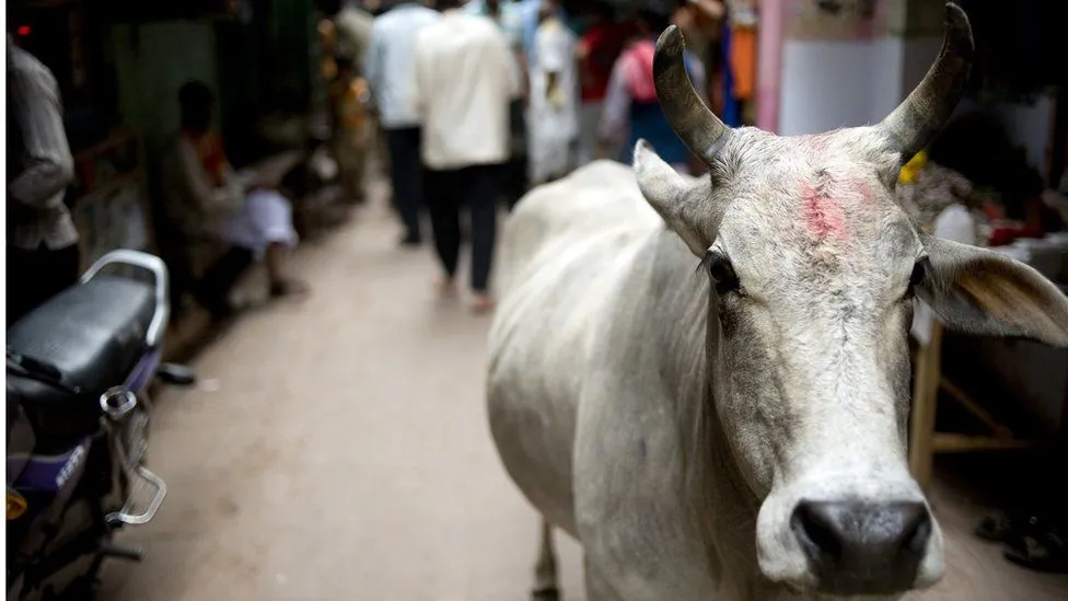 indian cow