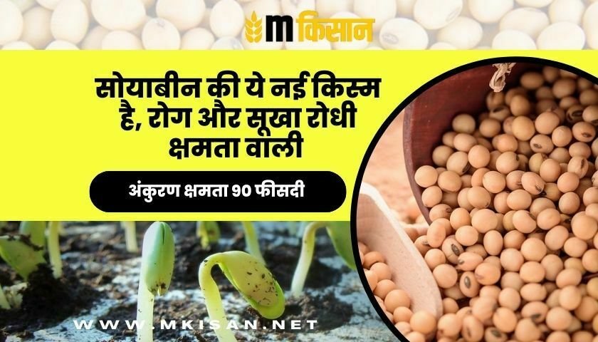 सोयाबीन की ये नई किस्म है, रोग और सूखा रोधी क्षमता वाली