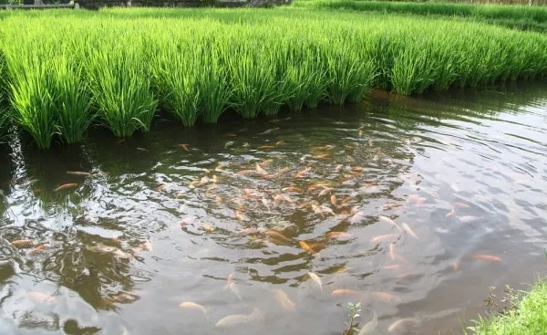 Fish-Rice Farming