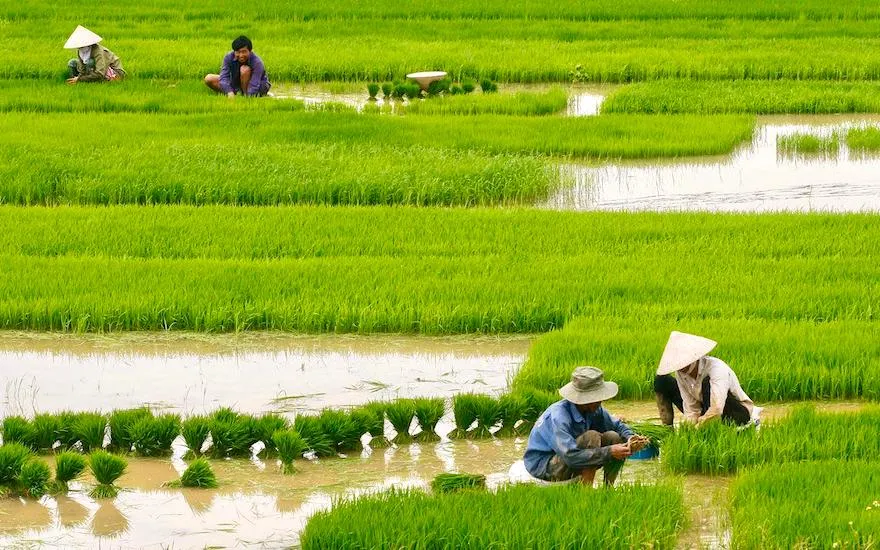 Rice-cum-fish-farming