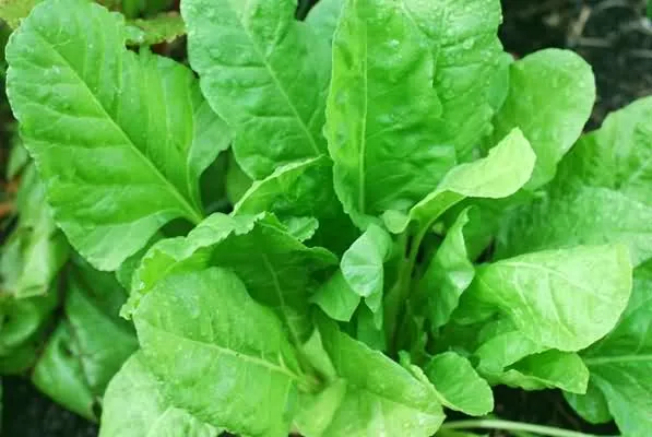 Spinach-farming