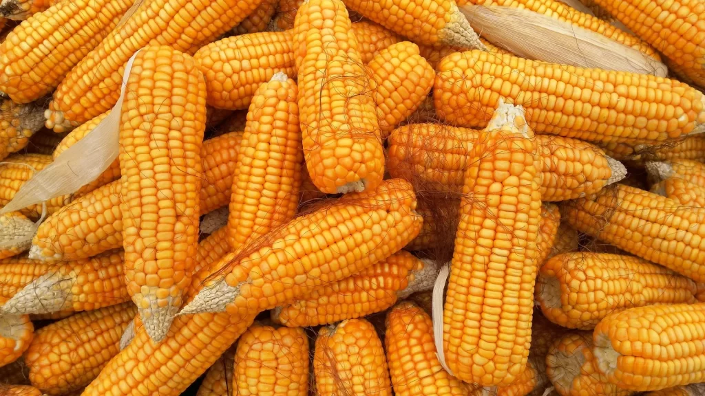 corn-hd