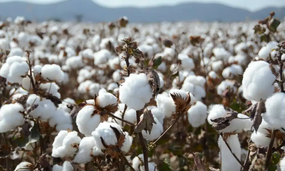 cotton-farming-mp