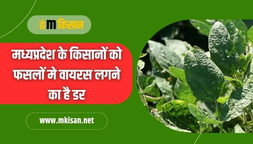 farmers-are-afraid-of-getting-virus-in-crops