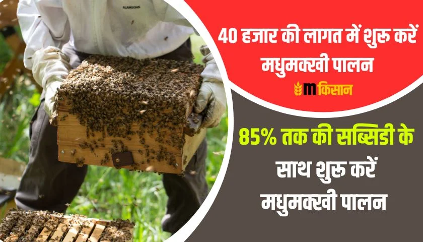 start-beekeeping-at-a-cost-of-40-thousand