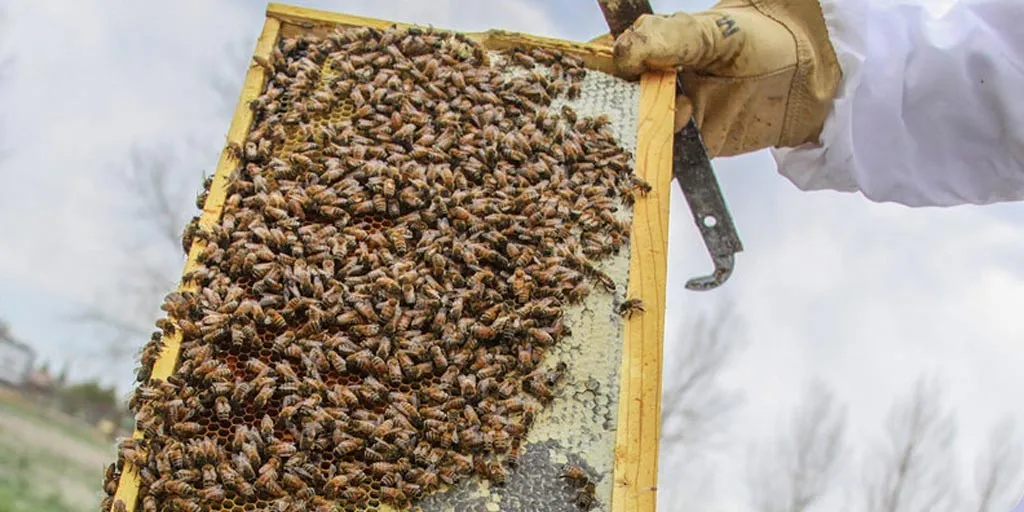 start-beekeeping
