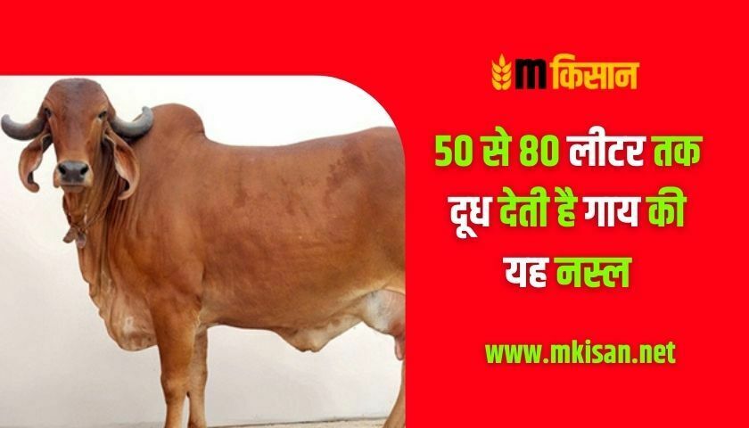 this-breed-of-cow-gives-50-to-80-liters-of-milk