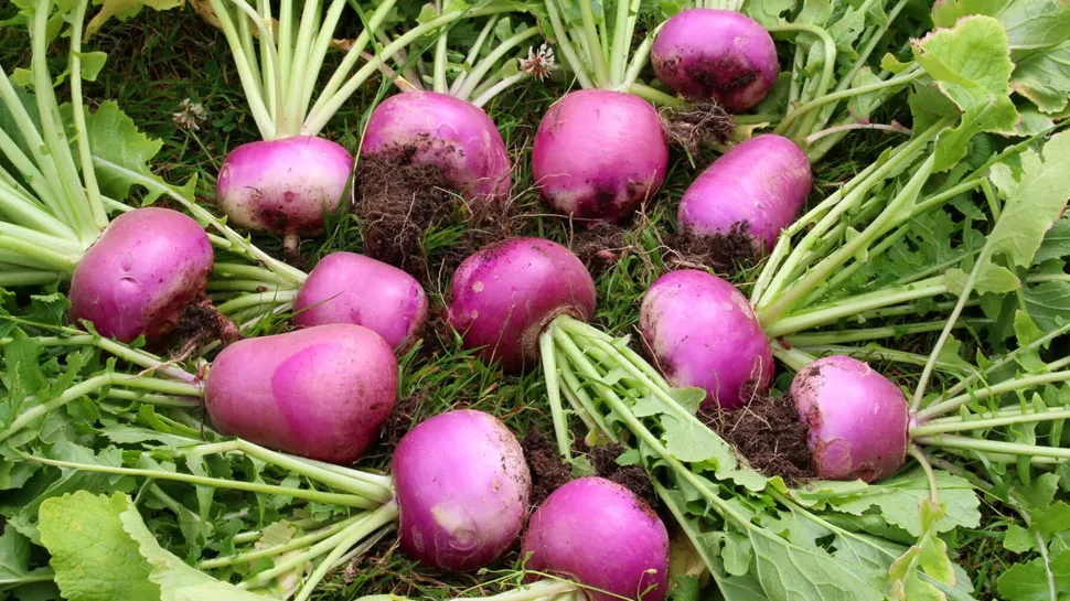 turnip-cultivation
