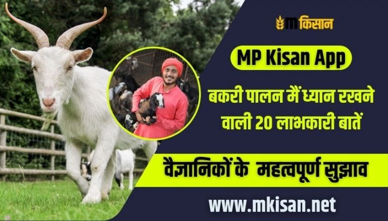 बकरी पालन मैं ध्यान रखने वाली 20 लाभकारी बातें